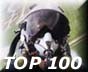 Aviation Top 100 Site